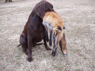 http://www.huntchat.com/attachment.php?attachmentid=5523&amp;stc=1&amp;d=1111685776
